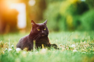 Close up portrait of cat with green eyes resting peacefully in garden