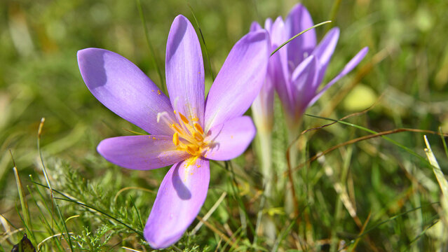 Beautiful Colchicum autumnale flowers. Autumn in the Transylvanian meadows.
