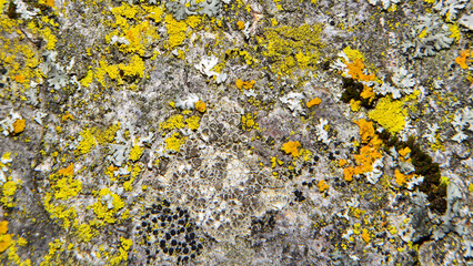 Close up of lichen on the bark of a tree. Natural background, wallpaper.