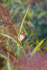 a small bird clinging to a reed in a green meadow