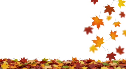 Bright autumn maple leaves falling and gathered on the ground with a transparent background