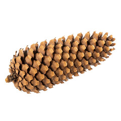 Single dried brown spruce or fir tree pine cone isolated on a transparent background