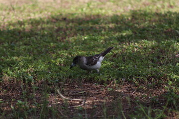 alone bird in the grass