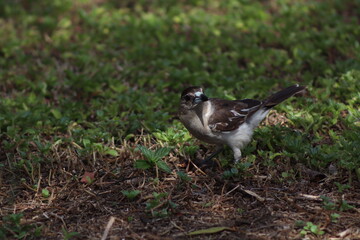 alone bird in the grass