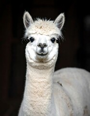Obraz premium Close-up of a light-colored alpaca with fluffy fur, centered against a dark background. The animal looks directly at the viewer
