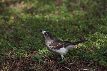 alone bird in the grass