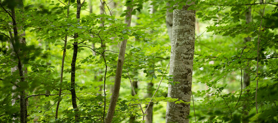 Close up phot of the deciduous forest in Gullkronene nature reserve in Tønsberg, Norway. Panorama close up of the trees and their leaves.