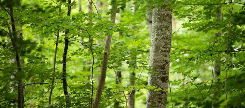 Close up phot of the deciduous forest in Gullkronene nature reserve in T&oslash;nsberg, Norway. Panorama close up of the trees and their leaves.