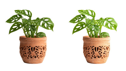 Fototapeta premium Two potted plants with ornate terracotta pots, each featuring vibrant green foliage against black