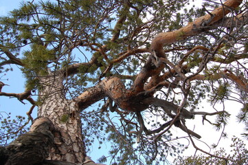 Picturesque pine tree and needle-like branches in the polar tundra on a cloudy spring day.