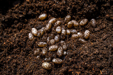 Close-Up of Chameleon Eggs in Natural Nesting Substrate