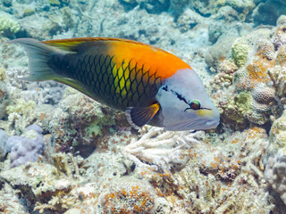 ギチベラ, Slingjaw Wrasse, Epibulus insidiator, ベラ科,
美しいサンゴ礁と熱帯魚の群れ。
安室島沖縄県
島尻郡慶良間諸島座間味島-2025
サンゴの産卵があり卵が漂う。沖縄本島から40km西方の諸島。30以上の島嶼群全体が国立公園に指定。珊瑚礁の青い海と白い砂浜は世界屈指の美。貴重な動植物が多数生息。
