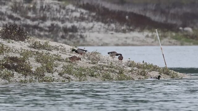 Grupo de patos cuchara Spatula clypeata buscan comida en la orilla del r&iacute;o serpis junto a palo de sombrilla abandonado por el hombre, Beniarres, Espa&ntilde;a
