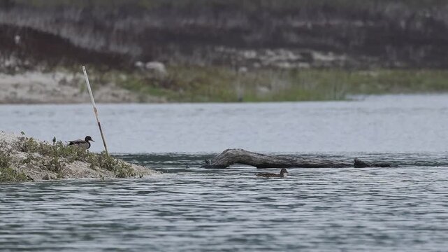 Pareja de patos cuchara Spatula clypeata entran en el lago desde la orilla del r&iacute;o serpis junto a palo de sombrilla abandonado por el hombre, Beniarres, Espa&ntilde;a
