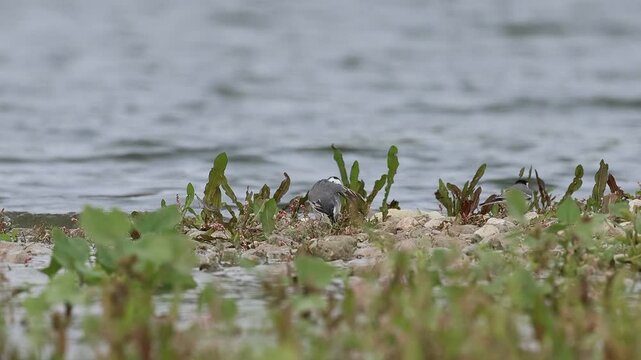 Ave lavandera blanca, Motacilla alba, limpia su plumaje en la orilla del r&iacute;o Serpis, Beniarres, Espa&ntilde;a