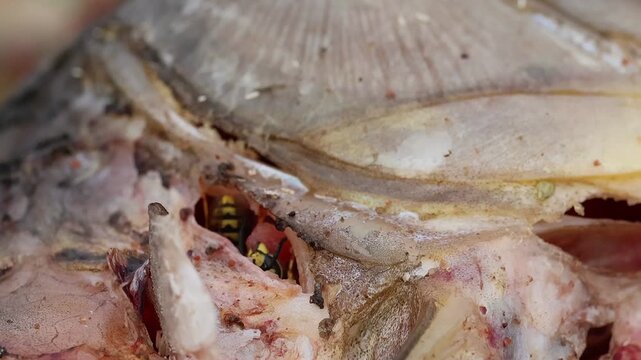 Avispa del papel sale con un gran trozo de carne en sus mandibulas desde dentro de un pez muerto, Beniarres, Espa&ntilde;a