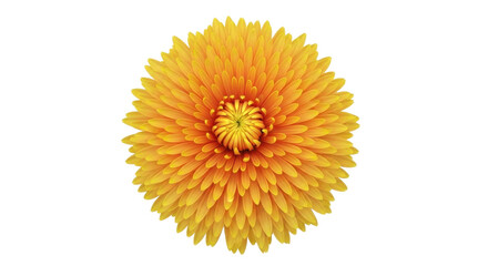 Isolated vivid chrysanthemum flower head with bright orange and yellow petals blooming beautifully