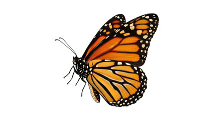 Fototapeta premium Isolated monarch butterfly posing with orange wings and black veins, on an angle for beauty