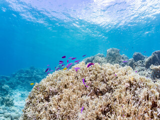 ハナゴイ, Purple queen, Amethyst anthias, Pseudanthias pascalus, ハタ科,
美しいサンゴ礁と熱帯魚の群れ。
安室島沖縄県
島尻郡慶良間諸島座間味島-2025
サンゴの産卵があり卵が漂う。沖縄本島から40km西方の諸島。30以上の島嶼群全体が国立公園に指定。珊瑚礁の青い海と白い砂浜は世界屈指の美。貴重な動植物が多数生息。
