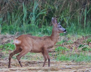 A deer in a meadow is staring at the photographer, sticking its tongue out at him.
