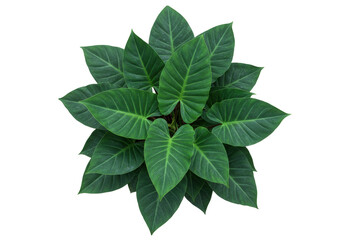 Isolated plant with broad green leaves in a leafy bush, foliage, evergreen, tropical