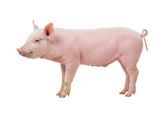 Isolated pig standing sideways with curly tail, mammal, farm animal, livestock, piglet