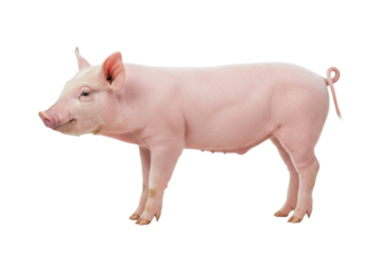 Isolated pig standing sideways with curly tail, mammal, farm animal, livestock, piglet