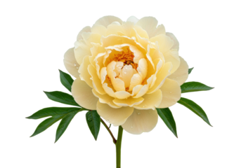 Isolated ivory peony bloom stem on plain background, lovely flower for botanical design