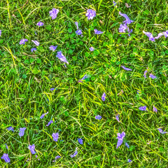 Seamless texture of a grass field with purple jacaranda flowers on it
