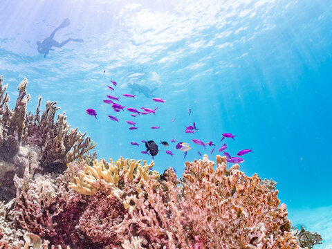 ハナゴイ, Purple queen, Amethyst anthias, Pseudanthias pascalus, ハタ科,
美しいサンゴ礁と熱帯魚の群れ。
安室島沖縄県
島尻郡慶良間諸島座間味島-2025
サンゴの産卵があり卵が漂う。沖縄本島から40km西方の諸島。30以上の島嶼群全体が国立公園に指定。珊瑚礁の青い海と白い砂浜は世界屈指の美。貴重な動植物が多数生息。
