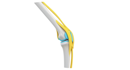 Isolated human knee joint with tendons, ligaments and cartilage 3D rendering anatomy illustration
