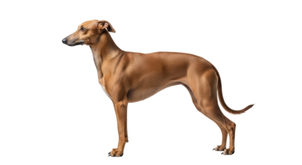 Isolated fawn colored Whippet dog full length standing with slender build and long legs