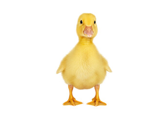 Isolated Duckling Standing on Its Feet Looking at Camera, Baby Animal in Studio Shot