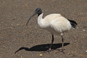Ibis in Cleland Wildlife Park in Adelaide Hills at Adelaide, South Australia, Australia
