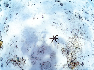 アオヒトデ, Blue Sea Star, Linckia laevigata, ホウキボシ科,
美しいサンゴ礁と熱帯魚の群れ。
安室島沖縄県
島尻郡慶良間諸島座間味島-2025
サンゴの産卵があり卵が漂う。沖縄本島から40km西方の諸島。30以上の島嶼群全体が国立公園に指定。珊瑚礁の青い海と白い砂浜は世界屈指の美。貴重な動植物が多数生息。
