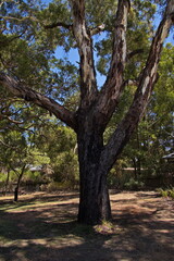 Giant eucalyptus tree in Cleland Wildlife Park in Adelaide Hills at Adelaide, South Australia, Australia
