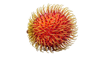 Isolated rambutan tropical fruit close-up, exotic fruit with spiky skin, Southeast Asian product