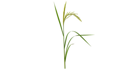 Fototapeta premium Isolated rice paddy plant stalk, ears, and leaves on a neutral field, agriculture element