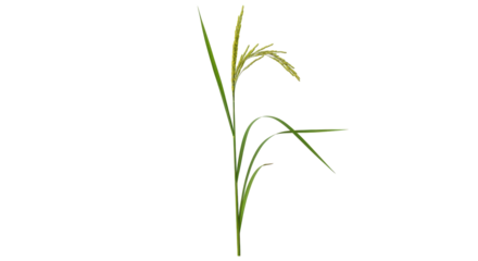 Isolated rice paddy plant stalk, ears, and leaves on a neutral field, agriculture element