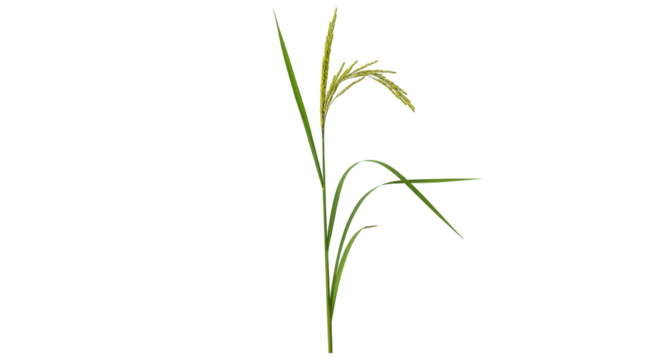 Isolated rice paddy plant stalk, ears, and leaves on a neutral field, agriculture element