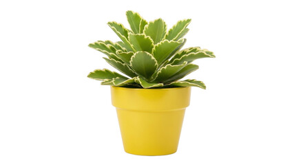 Isolated succulent plant in a yellow pot, viewed from eye-level, studio shot, nature, flora