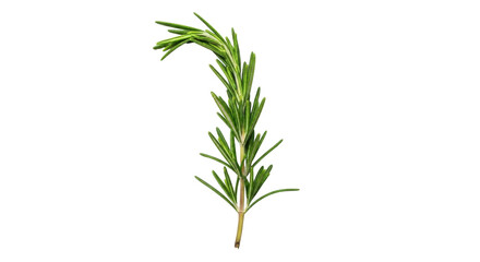 Isolated rosemary sprig with fresh needle-like leaves for cooking and flavoring food dishes