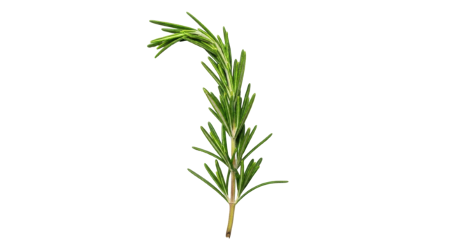 Isolated rosemary sprig with fresh needle-like leaves for cooking and flavoring food dishes