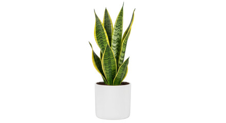 Isolated Sansevieria trifasciata in pot, a popular, resilient houseplant for homes, offices