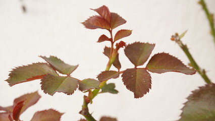 autumn leaves on the rose tree 