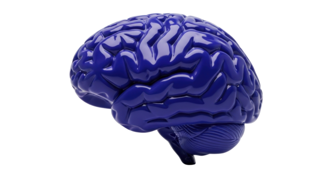 Isolated glossy human brain model, a representation of thinking and intelligence study