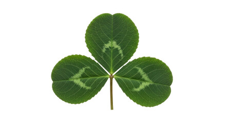 Isolated Three-leaf Shamrock, St. Patrick's Day Decoration, Irish Symbolism & Good Luck Charm