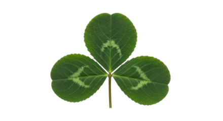 Isolated Three-leaf Shamrock, St. Patrick's Day Decoration, Irish Symbolism & Good Luck Charm
