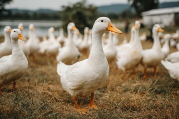 Obraz premium Group of white ducks with yellow beaks walking on grassy ground near a lake, with blurred forest background and soft lighting.