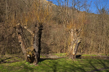 Creek "Dalejsky potok" in Prokop valley in Prague,Czech republic,Europe
